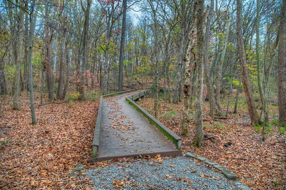 A wooden boardwalk meanders through a dense forest filled with tall trees and fallen leaves. 