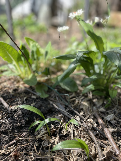 Foto van kleine groene daslookbladeren die uit de grond komen.