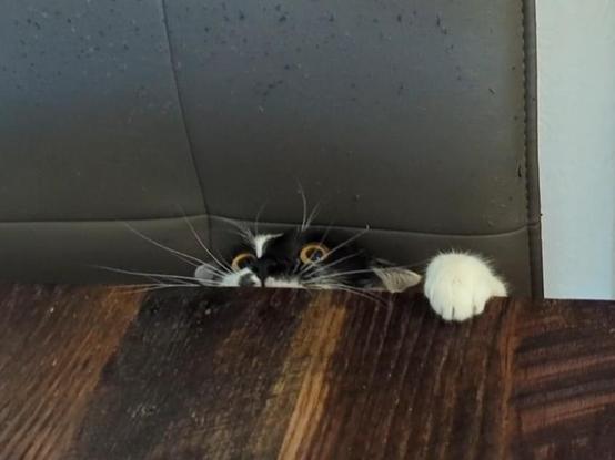 Lemon the cat sitting on one of the dining chairs she completely scratched up, just sticking her head above the table and looking like an absolute psycho.