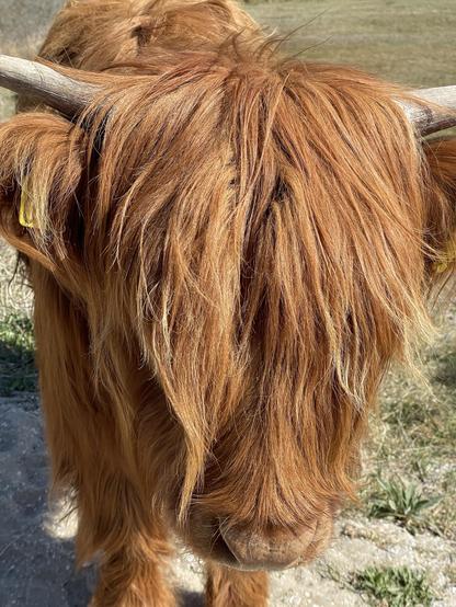 A close-up of the head of a Highland cow, featuring long, wavy reddish-brown hair and curved horns. The background shows a grassy field.