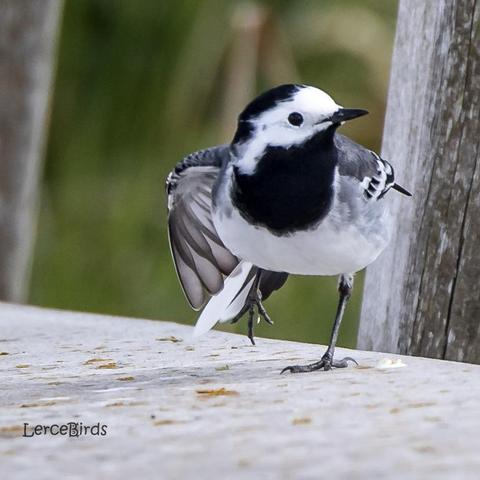 Witte kwikstaart op een bruggetje met zijn rechtervleugel (voor de kijker links) gestrekt en een pootje omhoog.