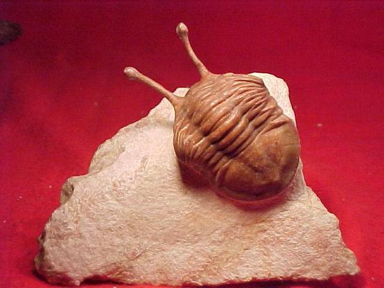 Trilobites con ojos como un caracol.