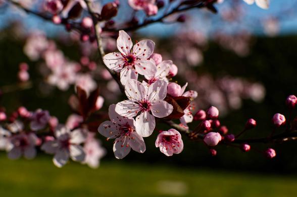 Pink spring blossom on an ornamental cherry tree.
