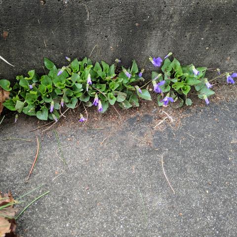 A photo showing wood violets growing in the crack between concrete steps. The flowers are purplish and not completely open.