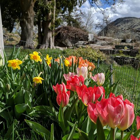 A photo showing part of a bed of tulips and daffodils. Nearest there are a pinkish red and yellowish tulips, then more pink ones, then some yellow daffodils with orange center to the left slightly, then some orange tulips that are just starting to open. There is lots of green tulip and daffodil foliage. They are bordered by a short fence to keep critters out. In the background are rocks with grapevines, an Adirondack  chair facing west, a large red Norway maple trunk, multiple large Western Red Cedar trunks, an artsy glass sunflower, some various shaped planters, a rock garden, shrubs, a juniper tree, black locusts, a dry hill and clouds in the distance with a little bit of blue sky up high.