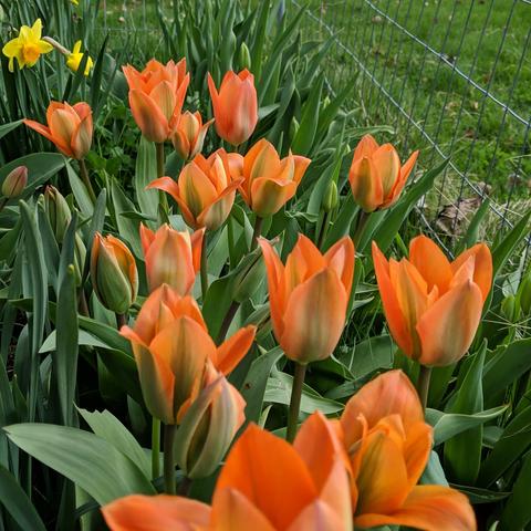 A photo showing about a dozen sorta orange tulips. The petals have a bit of a green stripe or blush on them. There are some orange center yellow daffodils in the upper left.