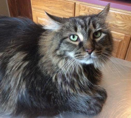 A big brown tabby, longhaired and with Maine Coon features, has his ears widely space with the tups of them curving up beside his head, indicating puzzlement but eager to please, illustrating Helping Cats Deal With Medical.