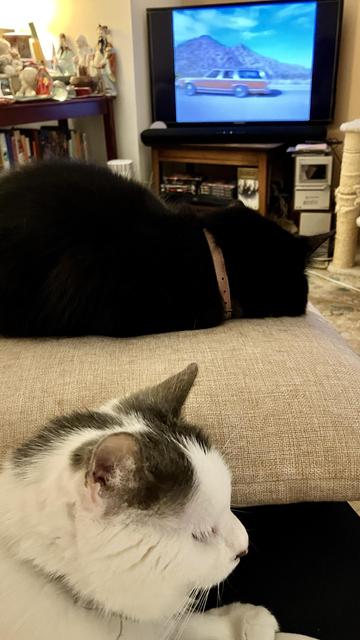 A cozy living room scene featuring two cats resting on a beige cushion. In the background, a television displays a car driving through a mountainous landscape. Various decorative items and books are visible on a nearby shelf.