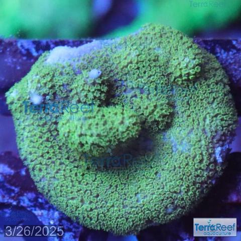 Green Montipora digitata SPS aquacultured coral frag.  