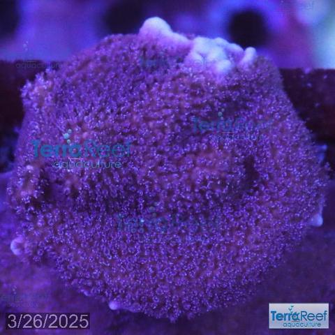 Purple Montipora digitata SPS aquacultured coral frag.  