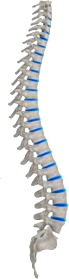 Image of a human backbone.