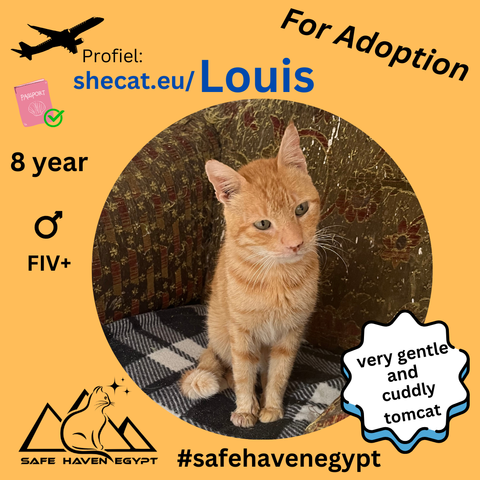 picture of a ginger tomcat sitting with the text 'very gentle and cuddly tomcat', 8 year and FIV+