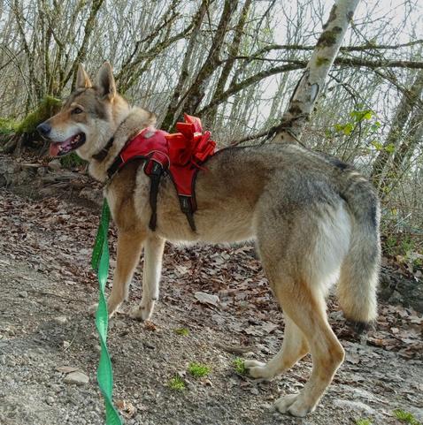 A large athletic looking dog with long legs and wolf coloured brown grey fur, standing on a dirt track with bare woodland behind her. She is viewed sideways, facing left but with her head turned slightly, big smile and tongue out. She wears a red harnrss with green leash.