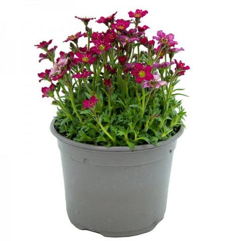 Maceta de saxifraga
