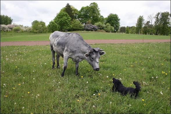 Vache bleue avec un chien dans un pré