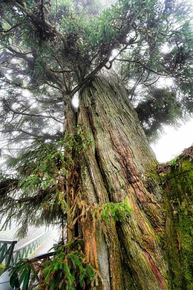 A very thick tree at the top of Hehuan Mountain Taiwan