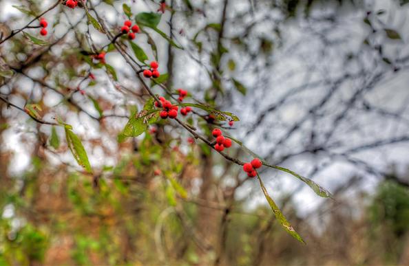 Delicate dogwood branches adorned with small red berries extend into the foreground, set against a soft-focus background of trees and overcast sky. 