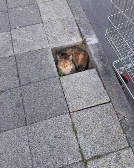ALT

Gato metido en una baldosa faltante. 