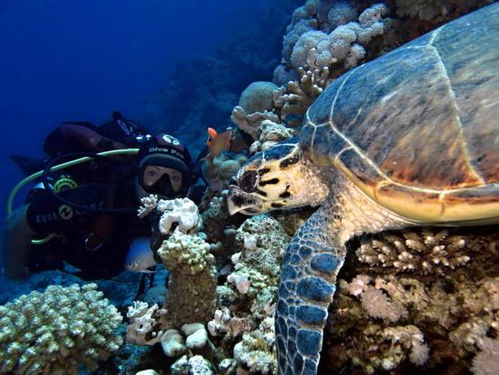 Diving Centers Hurghada
