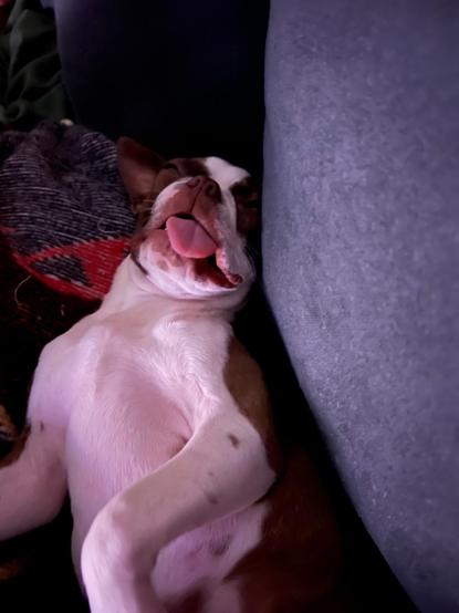 Bucky worked hard yesterday.  