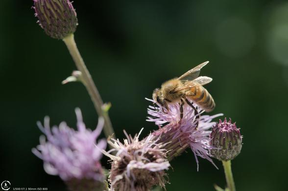A single honey bee on a blooming thistle, there are other thistles in the shot some buds, some blooming and some done blooming, the background is out of focus and green