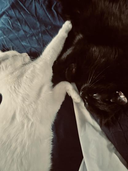 a white cat stretches on her side, her paws against a sleeping black cat who is difficult to see
