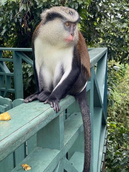 A mona monkey in Grand Etang National Park.