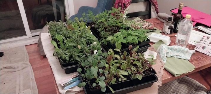 A rather cluttered dining room table with butter dish, olive oil etc. And 3 flats of seedlings: green kale. Chard, tithonia, snapdragons,lettuce