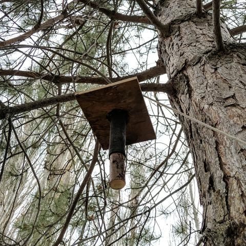 A photo showing a square board with a round piece of wood hanging perpendicular and downward from it that has a beeswax coated black sock/stocking on it. It is hanging from a pine tree branch and can be lowered from the ground. It's sometimes referred to by some as a scion but the idea is referenced in Lorenzo Langstroth's 1861 book Hive and the Honey Bee.

"Having noticed that a new swarm will almost always alight wherever they see a mass of clustering bees, I find that they can be determined to some selected spot by an old black hat, or even a mullen stalk, which, when colored black, can hardly be distinguished, at a distance, from a clustering swarm. A black woolen stocking or a piece of cloth, fastened to a shady limb, in plain sight of the hives, and where the bees can be conveniently hived, would probably answer as good a purpose"