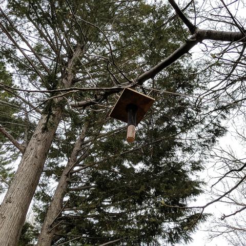A photo showing a square board with a round piece of wood hanging perpendicular and downward from it that has a beeswax coated black sock/stocking on it. It is hanging from an English walnut branch and can be lowered from the ground.