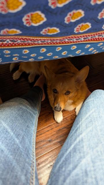Moxxi the corgi is under a table with a blue provençal tablecloth. She's between two human legs wearing jeans and one foot is rubbing her belly.