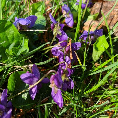 A photo showing some wet viola violet flowers in the sun after it had been raining. They are mostly facing down or away from the camera. They are sorta purple color.