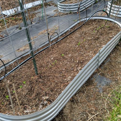 A photo showing a raised bed with peas planted down the middle. There are two rows of beetroot on either side but not really visible in the photo.