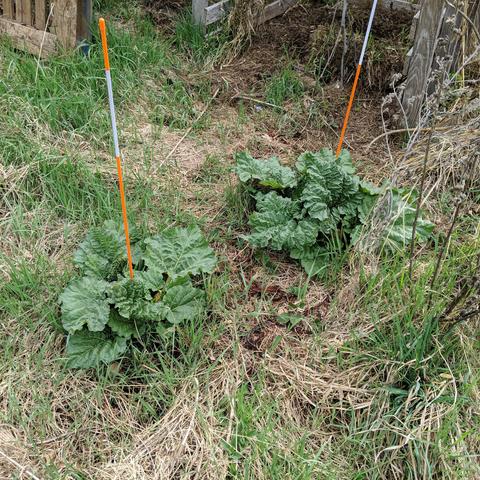 A photo showing two rhubarb plants that are nearly a foot tall. They are surrounded by mostly couch grass. They have a orange fiberglass stake in the middle of them to keep Mr. Human from walking over them. There is some 'compost' beyond them in a pallet bin sorta thing.