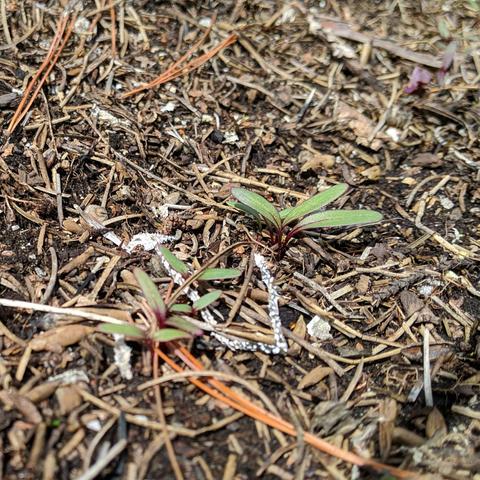 A closeup photo of beetroot plants. They are green leaved with some red marking. They don't have any true leaves yet.