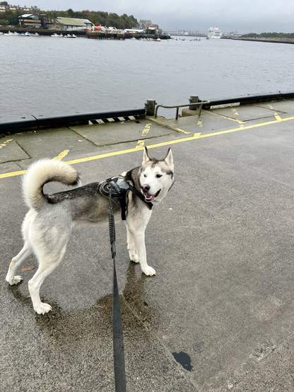 A grey‐and‐white husky wearing a harness stands on a riverside pavement, glancing back towards the camera. The water and a distant shoreline with buildings are visible in the background.