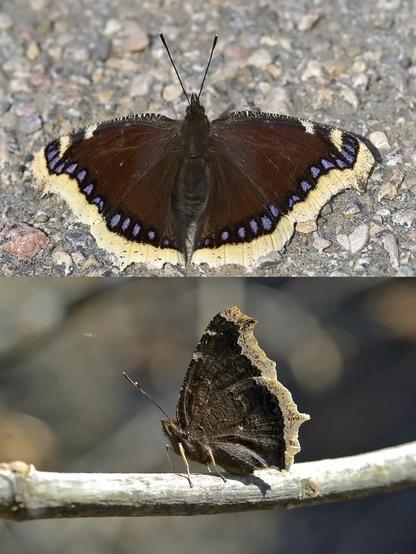 Fotos de una hembra de Nymphalis antiopa