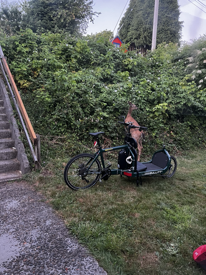 A deer climbing over my cargo bike in my front yard