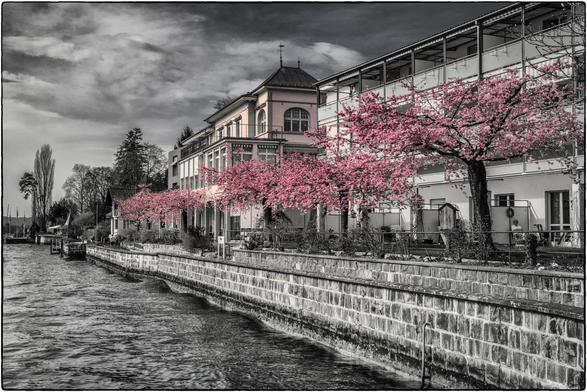 Schwarzweissfotografie mit Selektivfarbe Rosa einer historischen Villa am See mit blühenden Kirschbäumen
