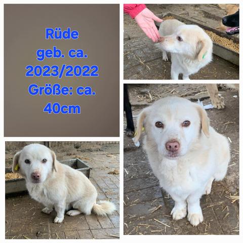 Fotos von Hund Krol 
Foto oben links seine Merkmale 
Rüde
geb. ca. 2023/2022
Größe: ca. 40cm
Foto oben rechts Krol schnuppert an der Hand 
Foto unten links Krol sitzend Seitenprofil 
Fotos unten rechts Krol sitzend von vorne