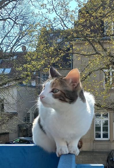 Calico sitting on the railing of a balcony.