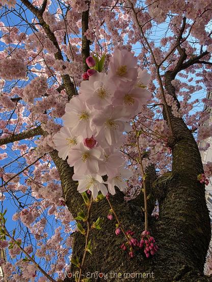 Das Foto zeigt eine japanische Zierkirsche (Kirschblüte), aufgenommen in Halle (Saale).

Der Blick richtet sich von unten nach oben in die Krone des Baumes. Der massive, dunkle Stamm teilt sich nach oben hin in mehrere starke Äste, die dicht mit zarten, hellrosafarbenen Blüten bedeckt sind. Die Blüten sind in üppigen Büscheln angeordnet und scheinen fast wie Wolken zu schweben. Besonders im Vordergrund hängt ein einzelnes, prachtvolles Blütenbüschel herab – die Blütenblätter sind zart und durchscheinend, mit einem Hauch von Weiß und Rosa, in der Mitte feine, gelbe Staubblätter.

Zwischen den Blütenknospen sprießen bereits erste grüne Blättchen hervor, ein Zeichen des aufkommenden Frühlings. Die Knospen selbst sind dunkelrosa und noch geschlossen. Im Hintergrund leuchtet ein klarer, blauer Himmel durch das dichte Blütenmeer und verleiht dem Bild Leichtigkeit und Tiefe.

Am unteren Rand des Bildes steht in verspielter Schrift: „Loki – enjoy the moment“.