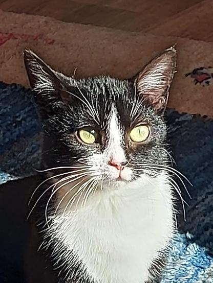 Nahaufnahme des Gesichts einer schwarzweißen Katze, Pupillen sehr eng, beeindruckender Schnurrbart