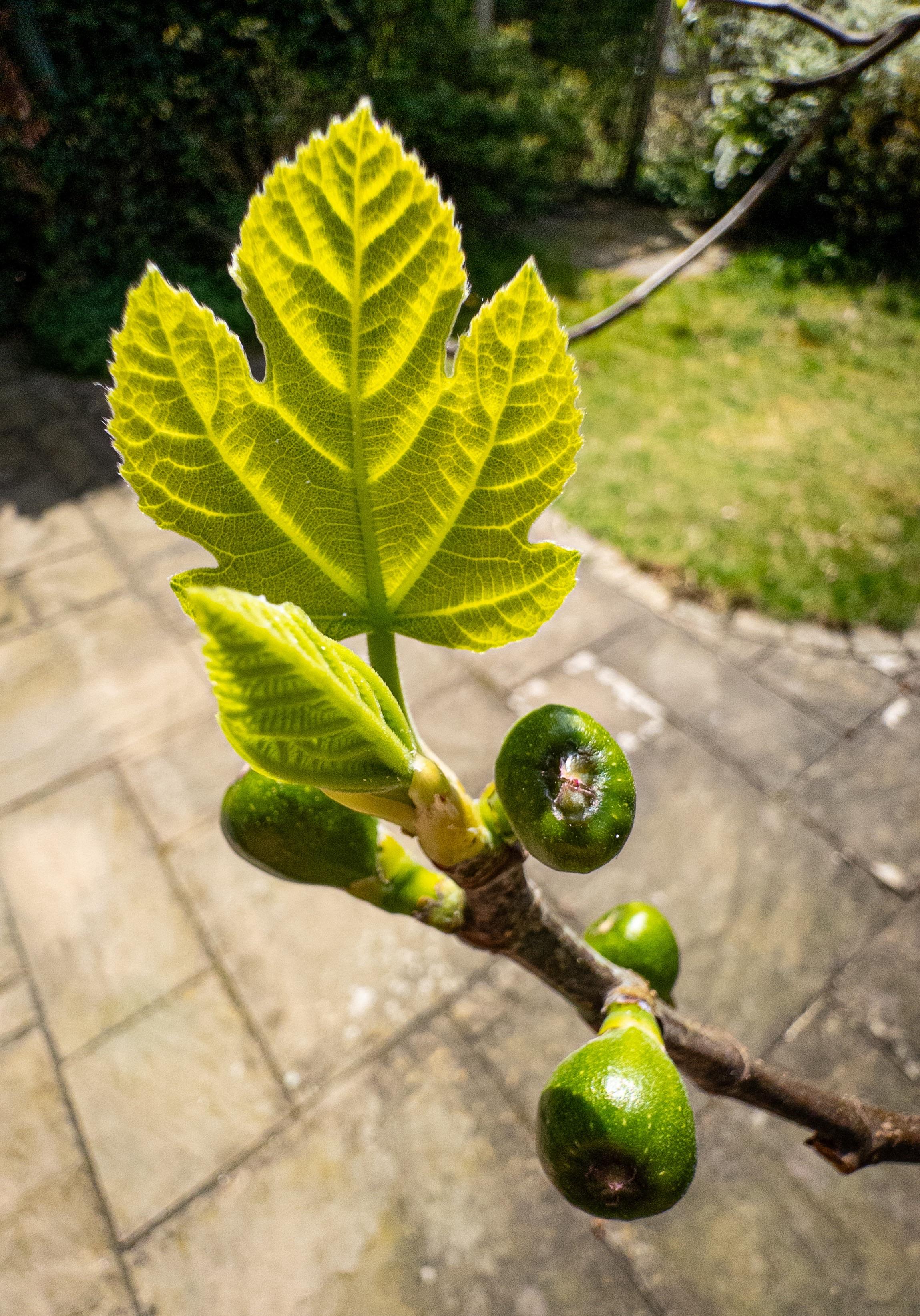 A close-up photo of some small, new fig leaves on a tree, with a cluster of baby figs around. Seen against a garden patio.