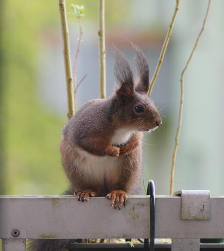 Ein Eichhörnchen auf dem Balkongeländer, das mit gefalteten "Händchen" in die Wohnung schaut