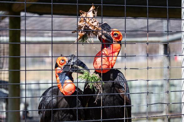 Two hornbills behind a zoo mesh, each holding a clump of vegetation in its beak. Their heads and necks are bright orange, and they have bulbous orange throat sacs as well. 