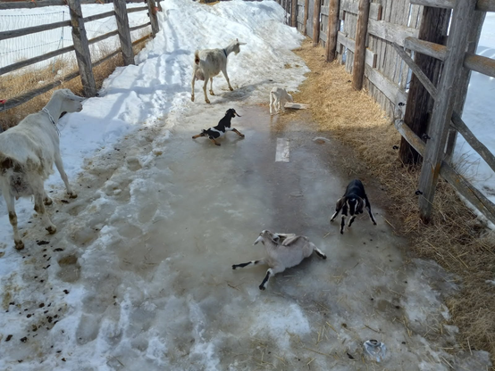 2 white mama goats carefully walking around a smooth ice patch in the middle of a snowy farm pathway with wooden fences on both sides.  There are 4 baby goats on the ice patch all in various states of falling as their little hooves slip and slide on the ice.  2 of the babies have all 4 legs spread out in opposite directions as they try to walk on the ice, one of them is about to have its legs slide out from under it.  One of them is smart and is right on the edge of the ice where there's some traction.  I rescued all the babies right after I took this photo!