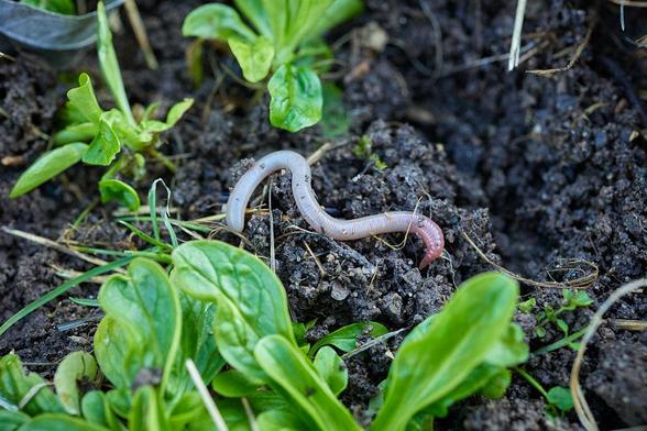 Regenwurm auf der Erde zwischen Feldsalat.