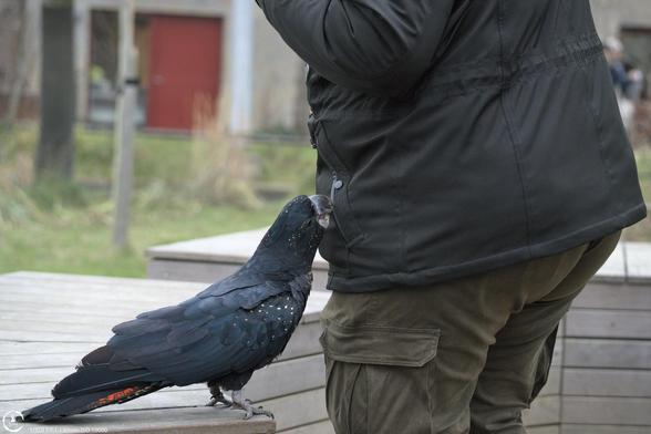 midsection of a fat woman in winter clothes, next to a red-tailed black cockatoo that is trying to open the womans pocket