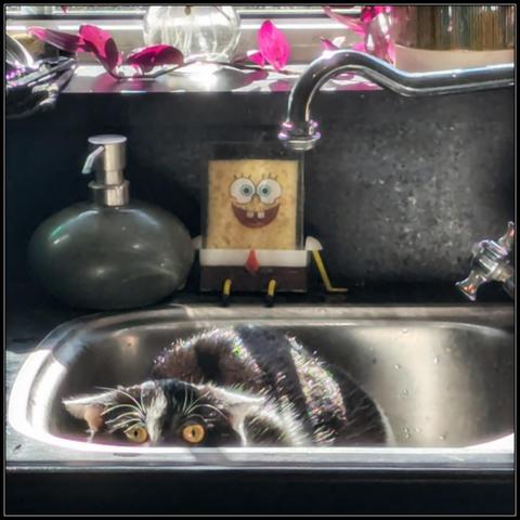 Lemon the cat sitting in the kitchen sink, crazy eyes peeking just over the edge and her ears laid back flat. She looks ready to attack from her forbidden vantage point. My SpongeBob sponge holder sits happily behind her, only adding to the absurdity of this image.